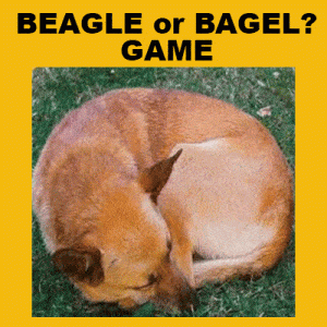 Beagle or Bagel? Game