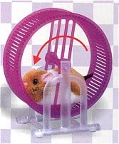 original stupid.com wheel running Hamster